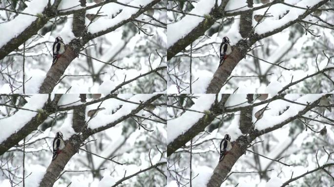 慢动作: 啄木鸟寻找食物