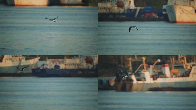 船只在港口。海鸥在港口区飞越水面。特写