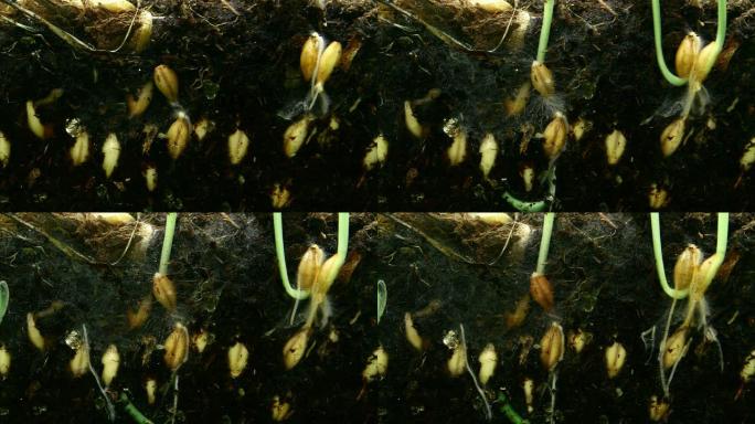 生长在地下的小麦种子