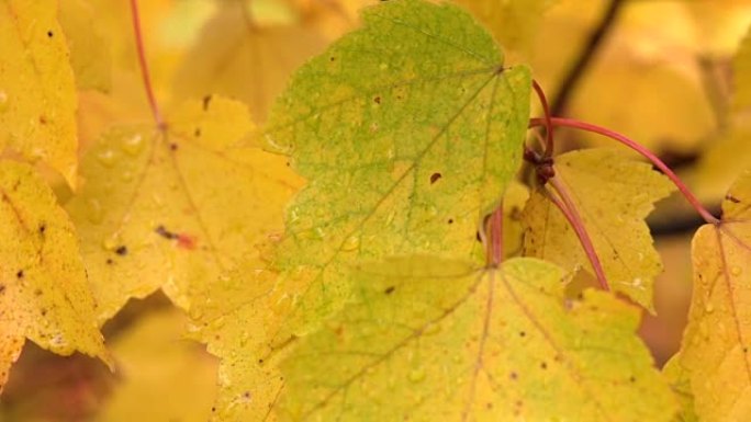 特写: 下雨的秋天，黄色枫树上明亮潮湿的叶子上的水滴