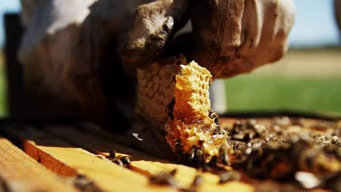 养蜂人从蜂箱中去除蜂窝