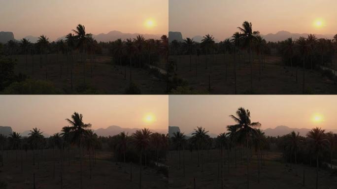 日落时椰子树的4k鸟瞰图。