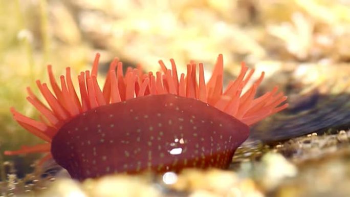 红海葵特写生物