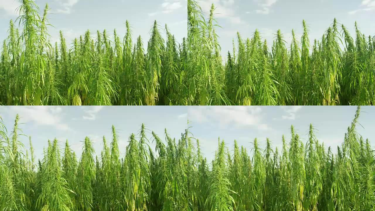 绿色药用大麻植物生长在大麻种植园用于保健