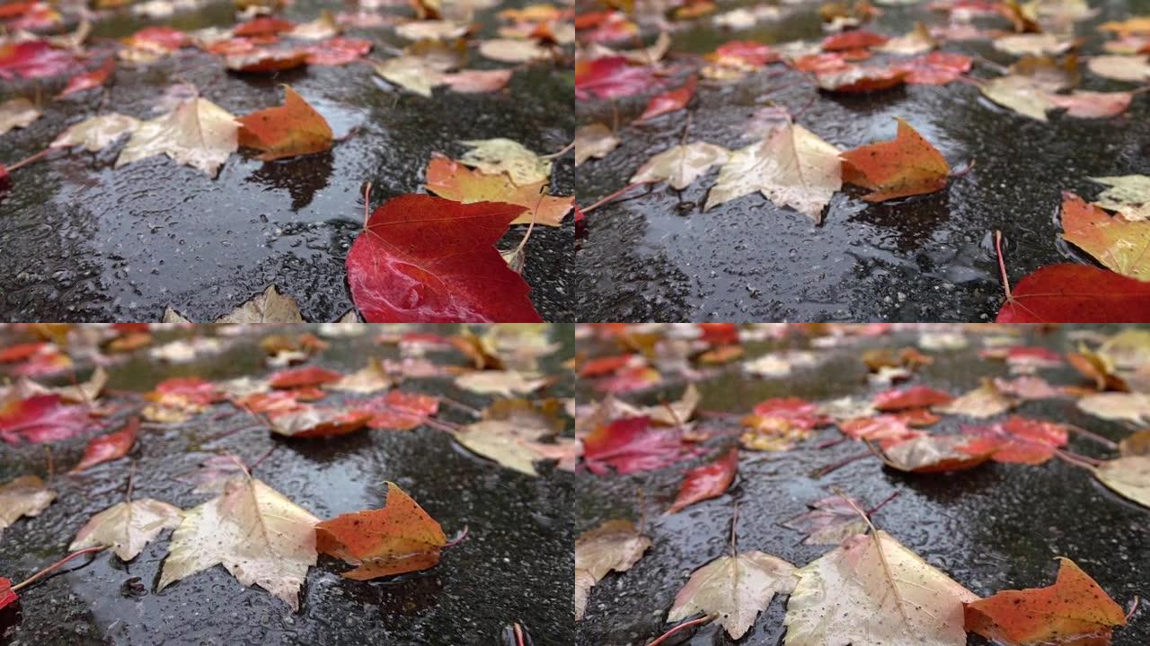 宏观: 下雨的秋日，雨滴落在五颜六色的树叶上。