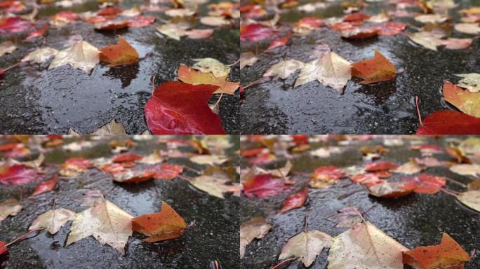 宏观: 下雨的秋日，雨滴落在五颜六色的树叶上。