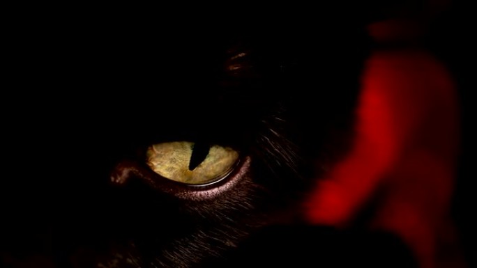 黑猫的黄色眼睛。