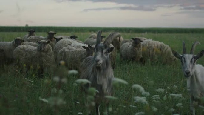 田野里吃草的羊群