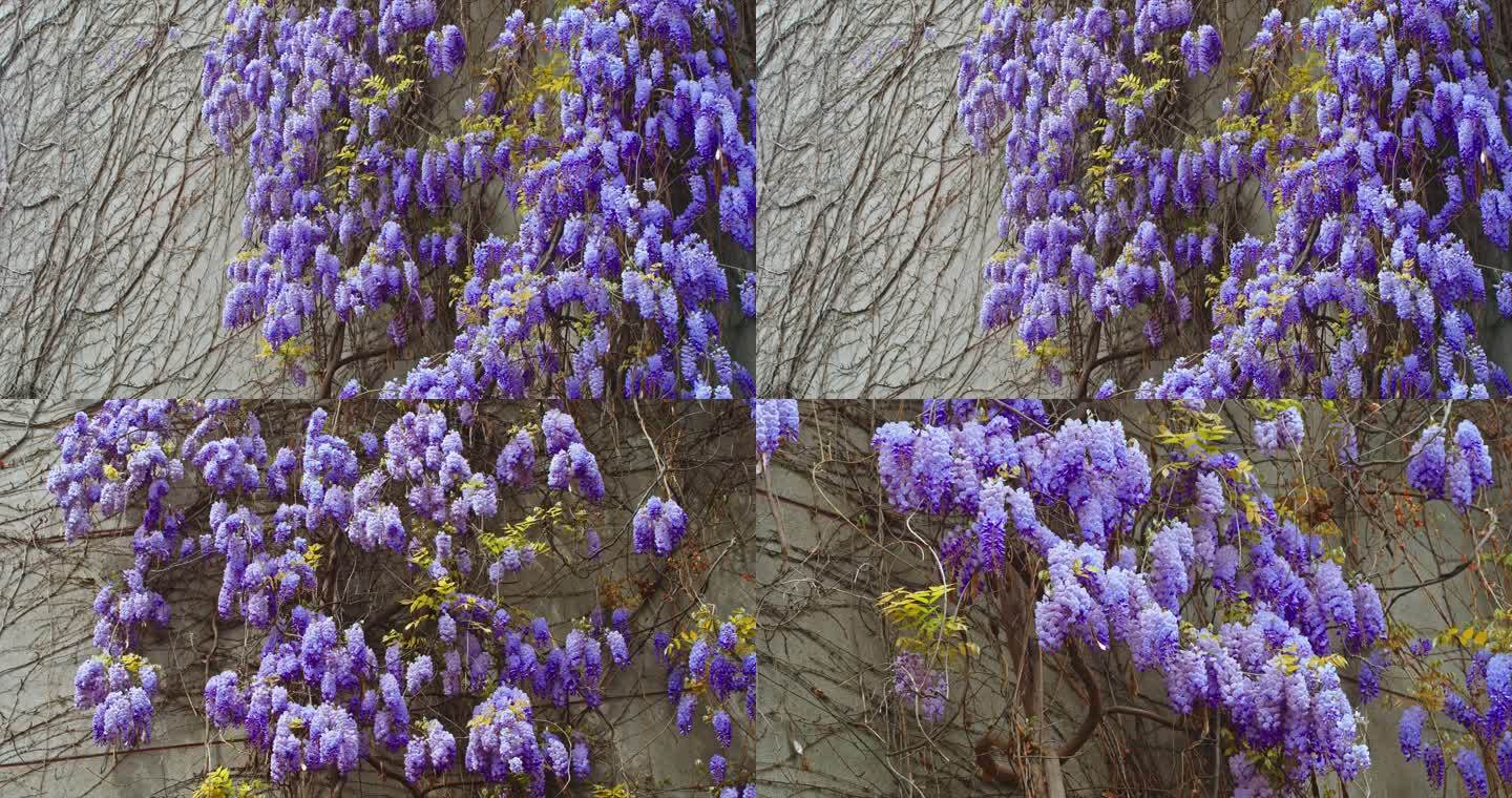 春天墙上紫藤花