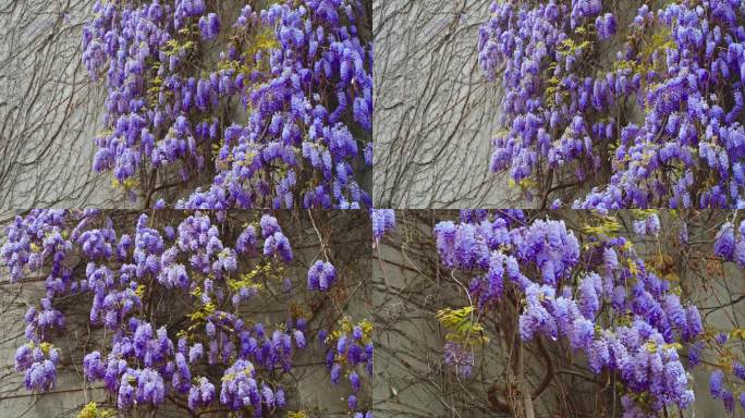 春天墙上紫藤花