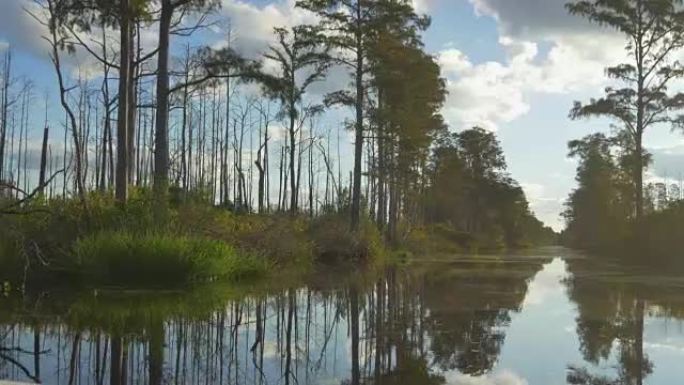 沼泽河岸上长满苔藓的令人惊叹的湿地运河