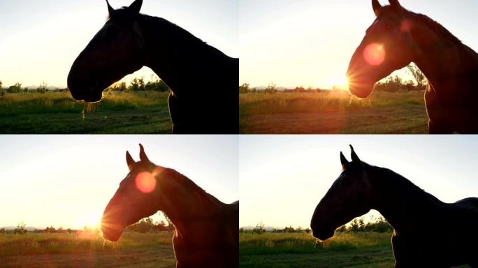 特写: 美丽的黑湾马凝视牧场和摇晃的鬃毛