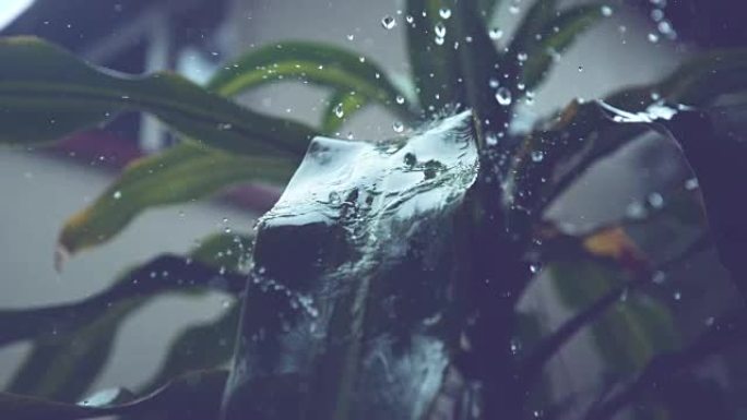 慢动作: 大滴雨水落在手掌光滑而长长的绿色叶子上。