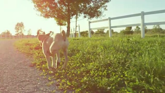 特写: 可爱，兴奋的棕色小狗自由奔跑，探索农场牧场