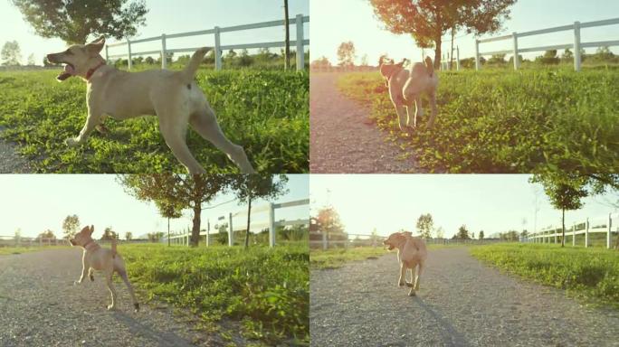 特写: 可爱，兴奋的棕色小狗自由奔跑，探索农场牧场