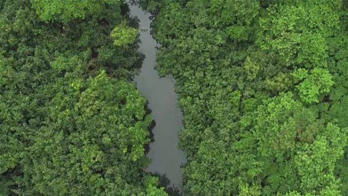 空中: 人们在夏威夷茂密的雨林中的安静丛林河上划皮艇