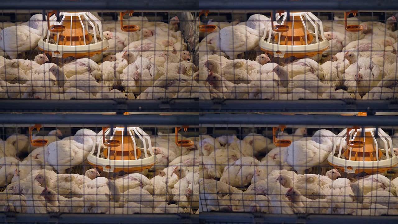 一个大电池笼里休息的鸡的俯视图。