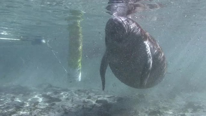 海牛特写海牛