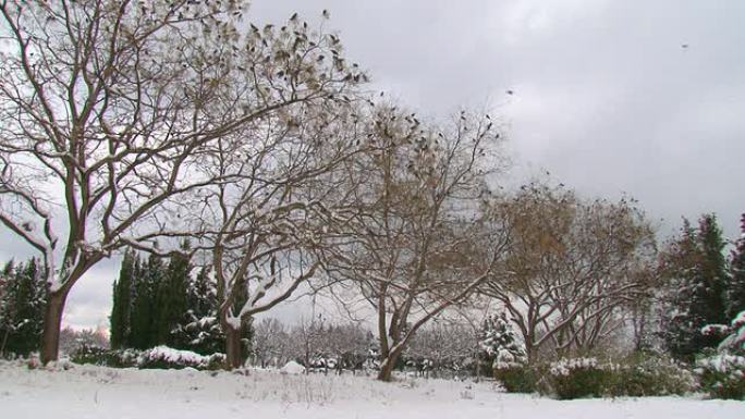 吓唬树上的一群鸟吓唬树上的一群鸟雪景