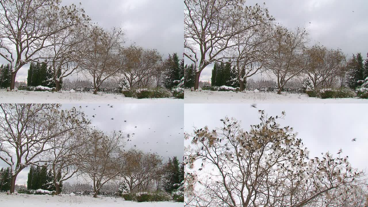 吓唬树上的一群鸟吓唬树上的一群鸟雪景