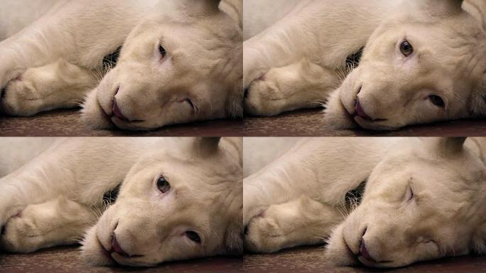宠物白狮躺在地板上