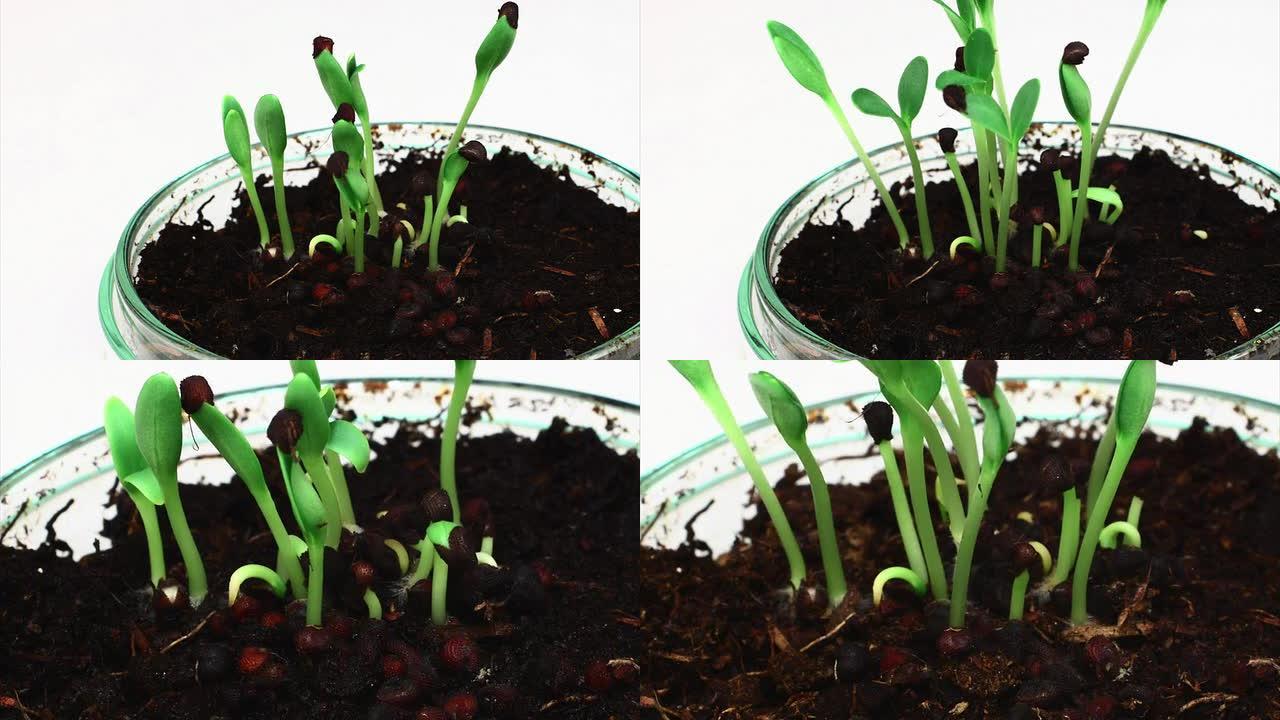 发芽：在培养皿上生长植物。高清