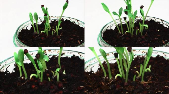 发芽：在培养皿上生长植物。高清