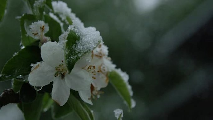 特写: 春天，在极端的土波中，开花的樱桃树枝被雪覆盖