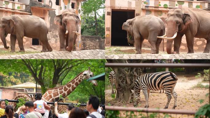 广州动物园动物视频（大型草食动物篇）