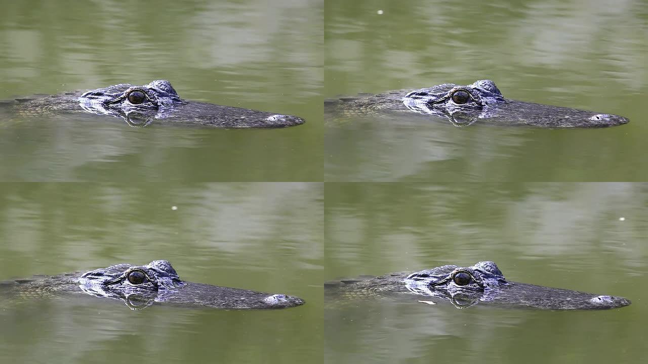 野生鳄鱼野生鳄鱼动物生物