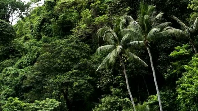 椰子树的镜头
