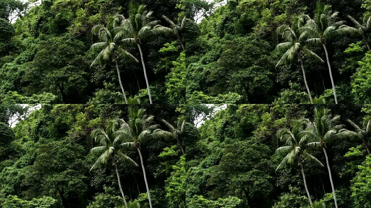 椰子树的镜头