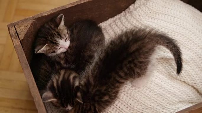 来自同一窝的小猫一起睡在毯子上