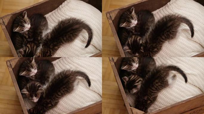 来自同一窝的小猫一起睡在毯子上