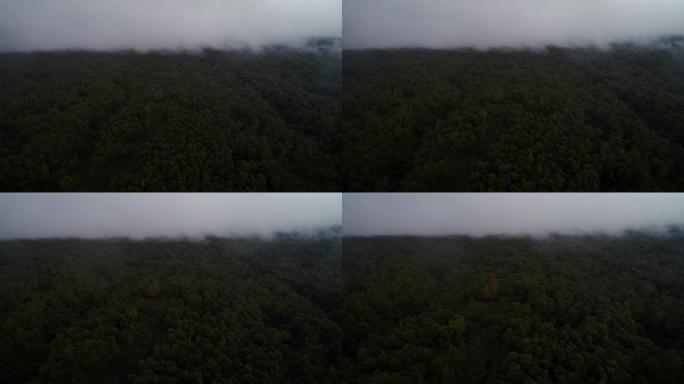 云雾低雾笼罩森林的鸟瞰图