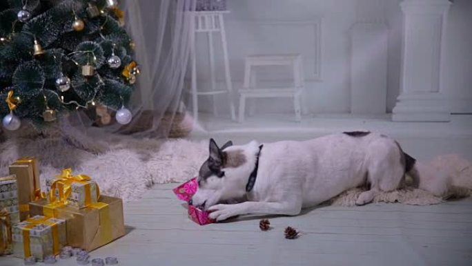 狗在圣诞树附近玩新年礼物