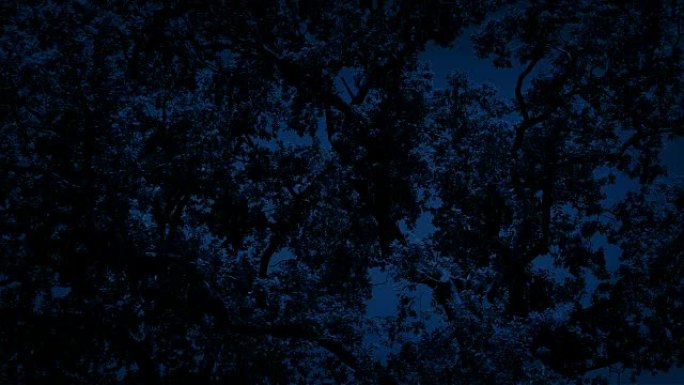 晚上密集的树枝树林夜晚拍摄