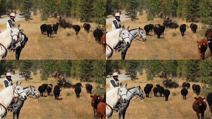 牛仔在马背上数牛