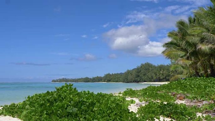 热带白色沙滩上的棕榈树和绿色植物在海风中飘扬。