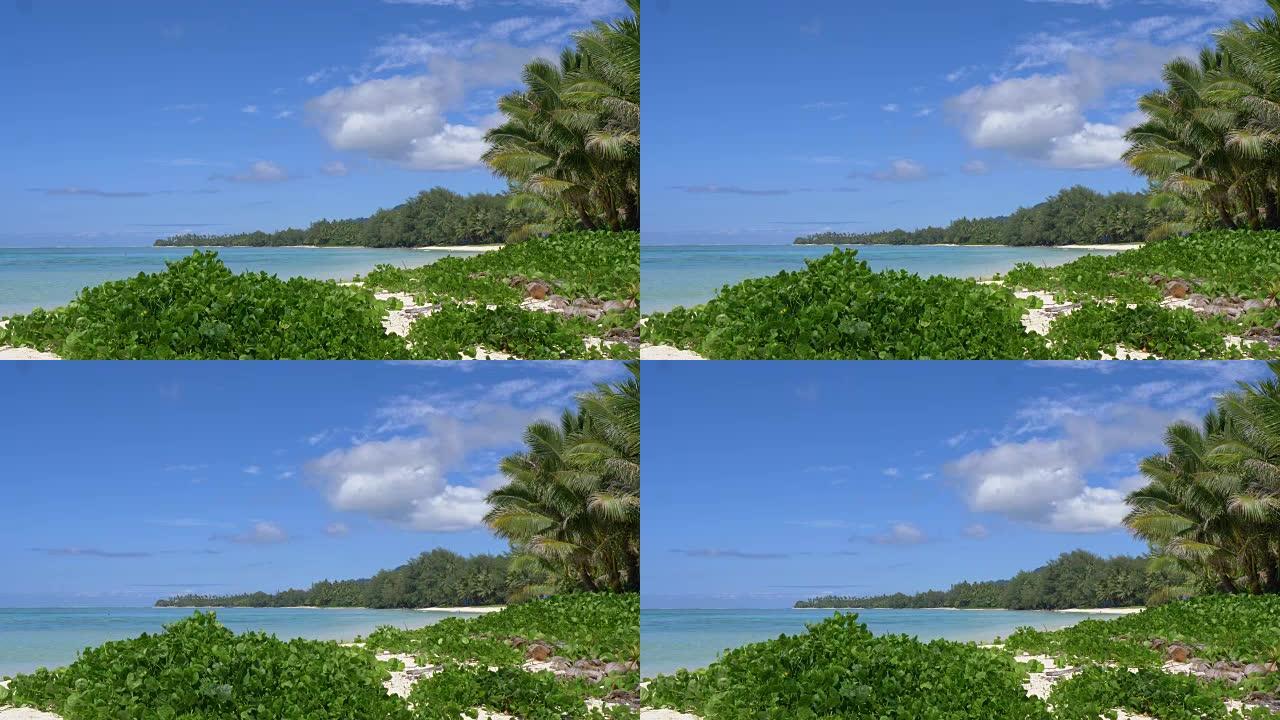 热带白色沙滩上的棕榈树和绿色植物在海风中飘扬。