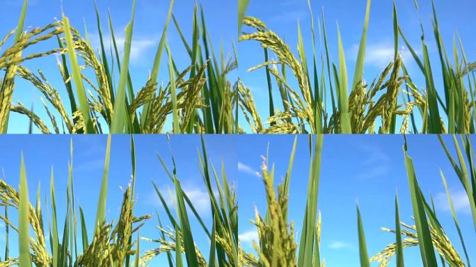 特写: 美丽成熟的水稻作物在晴朗的秋日抵御晴朗的蓝天