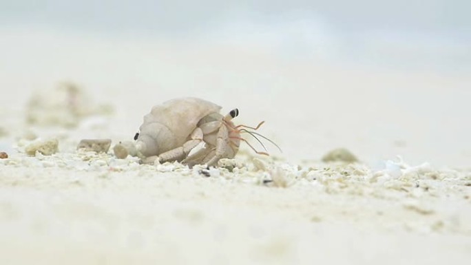 特写: 马尔代夫岛的寄居蟹