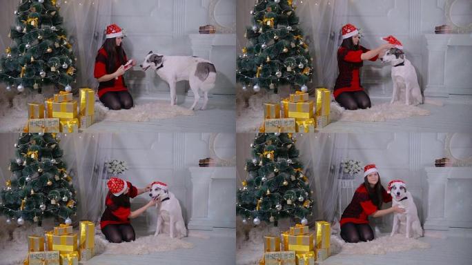 女孩给狗戴圣诞帽。圣诞装饰房间