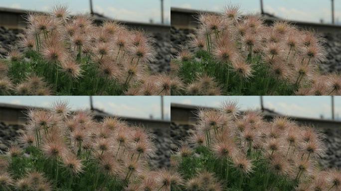刺草（Prickly grass）