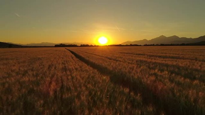 空中: 田园诗般的小麦农田，在火热的金色日落下拥有广阔的农田