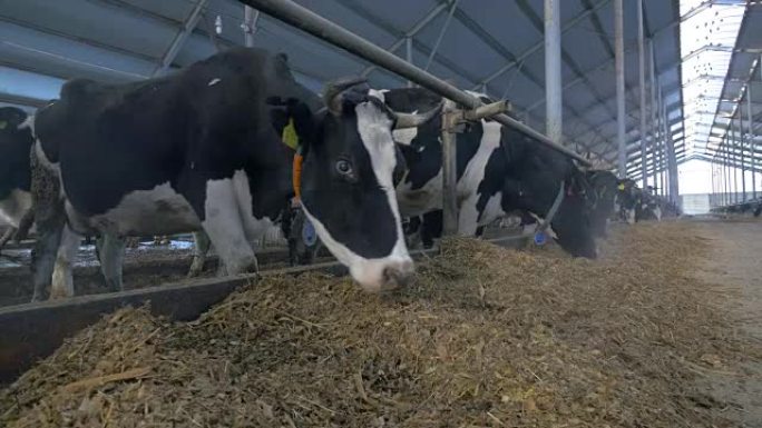 许多母牛在农场里成群结队。成群的母牛看着相机，在牛棚里吃饭