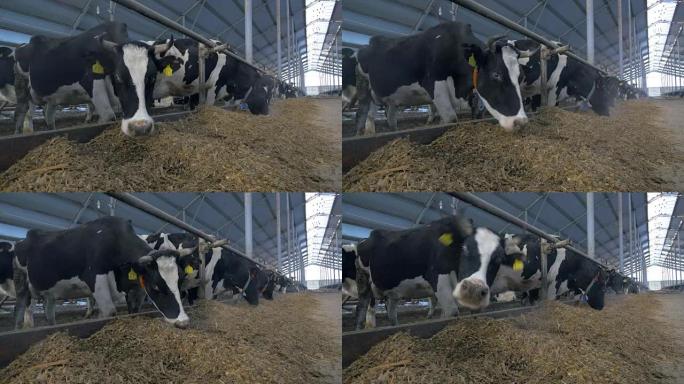 许多母牛在农场里成群结队。成群的母牛看着相机，在牛棚里吃饭