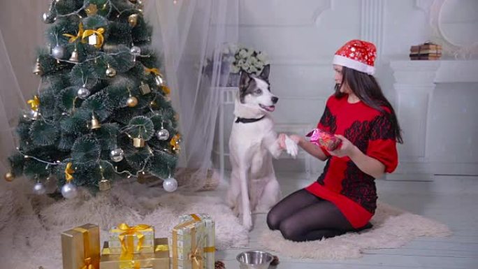 一个女孩在新年庆祝活动中向圣诞树附近的哈士奇狗送礼物