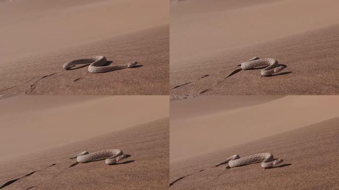 响尾蛇/Peringuey的加法器在沙丘上移动的慢动作镜头