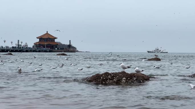 青岛栈桥大海海鸥海边风景横屏原创拍摄视频